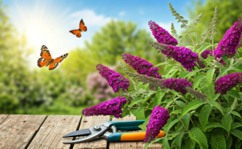 ciecie budlei jak i kiedy przycinac budleje dawida - e-vipol.pl