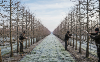 jak i kiedy pr zycinac jablon poradnik - e-vipol.pl